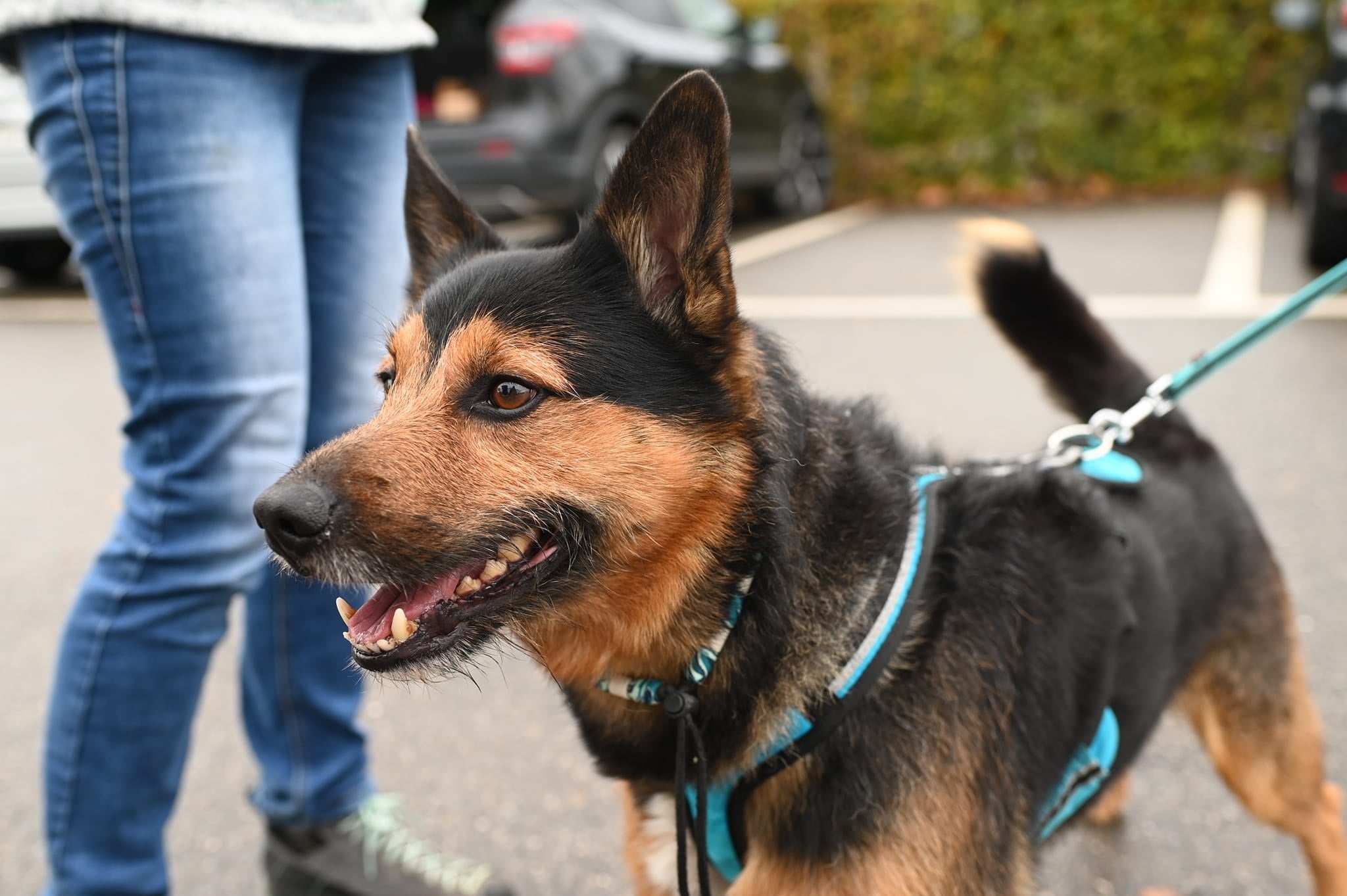 Mantrailing Dog Harness M Mantrailing harnesses