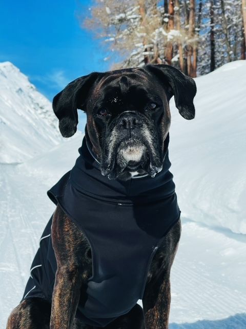 Cayla Hachico Bull M1 Foto 2