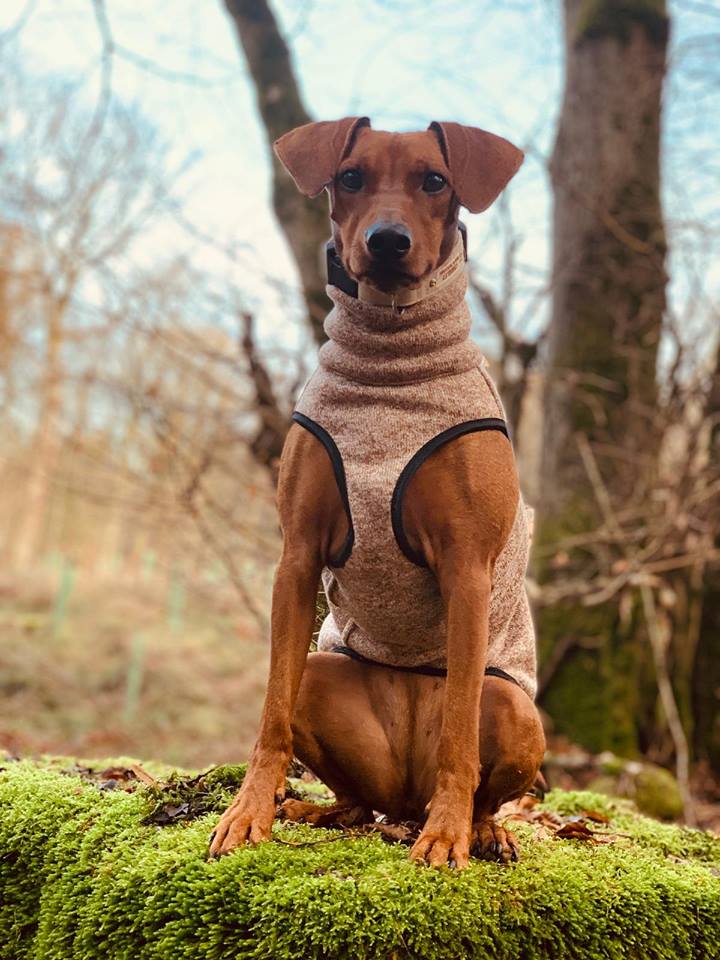 Mocca Hachico Jumper 02