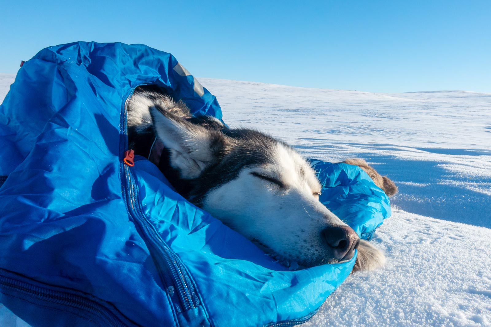 isle of dogs schlafsack Ly Sleeping Bag / Hundeschlafsack
