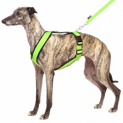 Y-harness greyhound (medium to large breeds) Sofadogwear