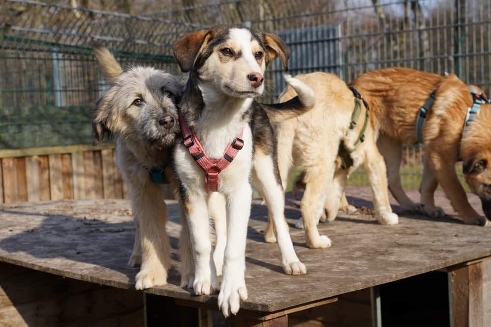 annnyx ltd edition 2