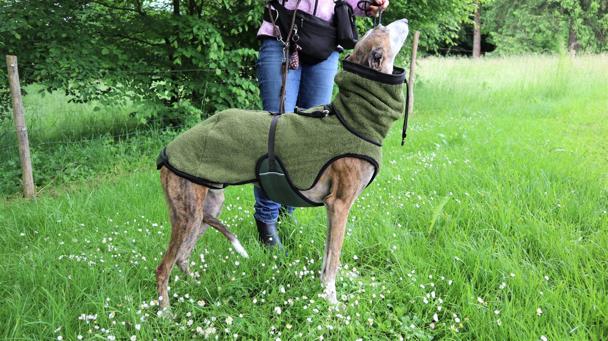 windhund pro 1