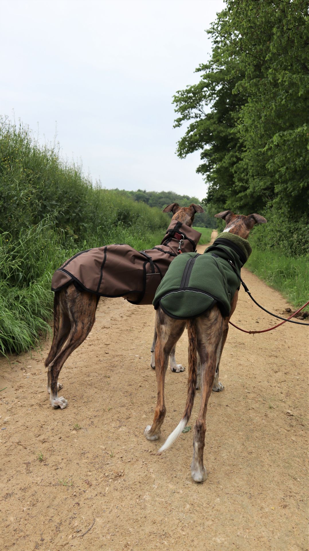 windhund pro 8