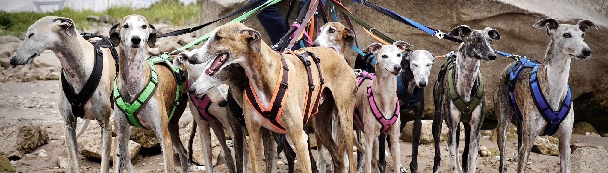 Angsthunde / Tierschutzhunde