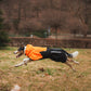Fjord Raincoat 2.0 - Nonstop Dogwear