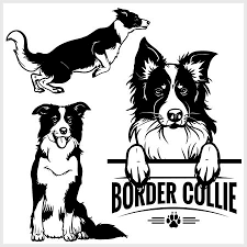 Border Collie 2