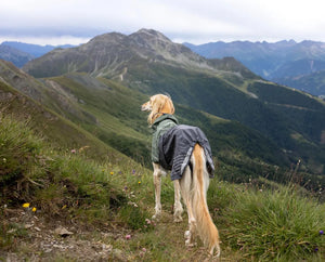 Fjord Raincoat - Nonstop Dogwear
