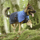 Fjord Raincoat - Nonstop Dogwear