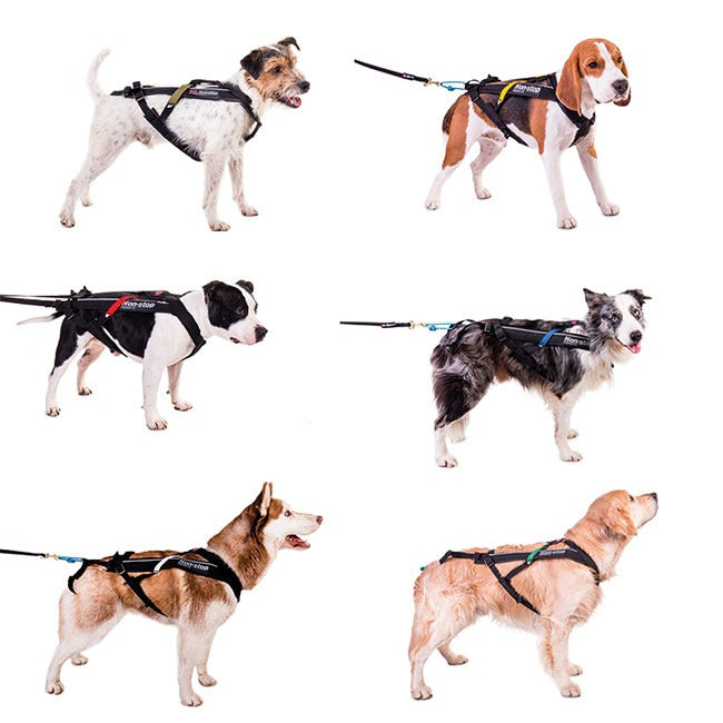 Non Stop Dogwear How To Stop A Dog From Pulling On A Harness Non