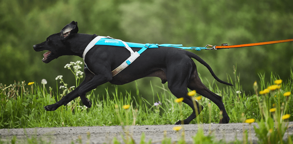 Agility best sale dog harness