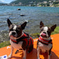Gilet de sauvetage "Safe Life Jacket" - Nonstop Dogwear