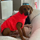 Hachico Jumper 02 - Sofadogwear