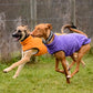 Hachico Jumper 02 - Sofadogwear | XS1