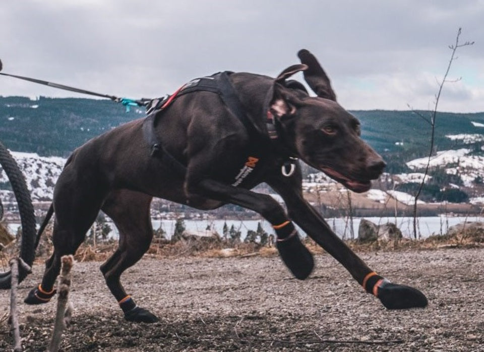 Hundezubehör Pfotenschutz