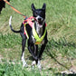 Freemotion 5.0 (standard + special colors) - Nonstop Dogwear