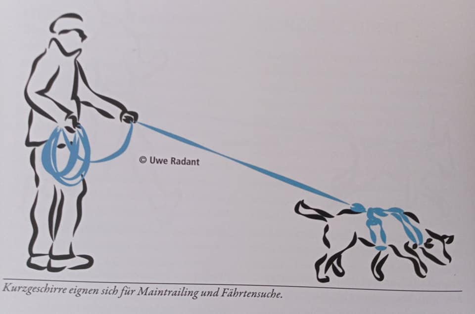 Kurzgeschirr Mantrailing, Fährtensuche