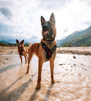 Rock Harness foto