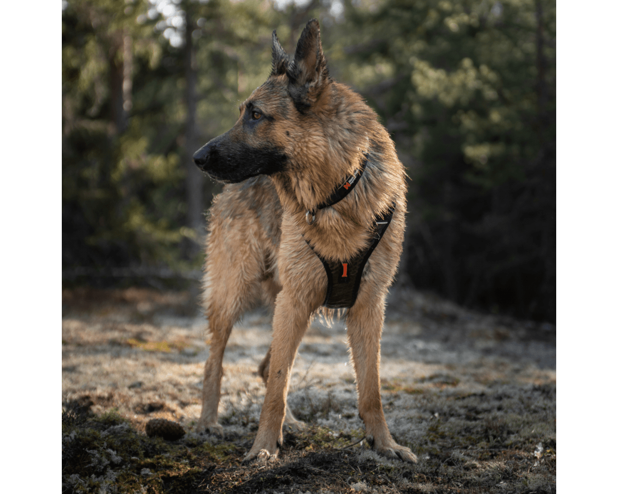 Rock harness 1