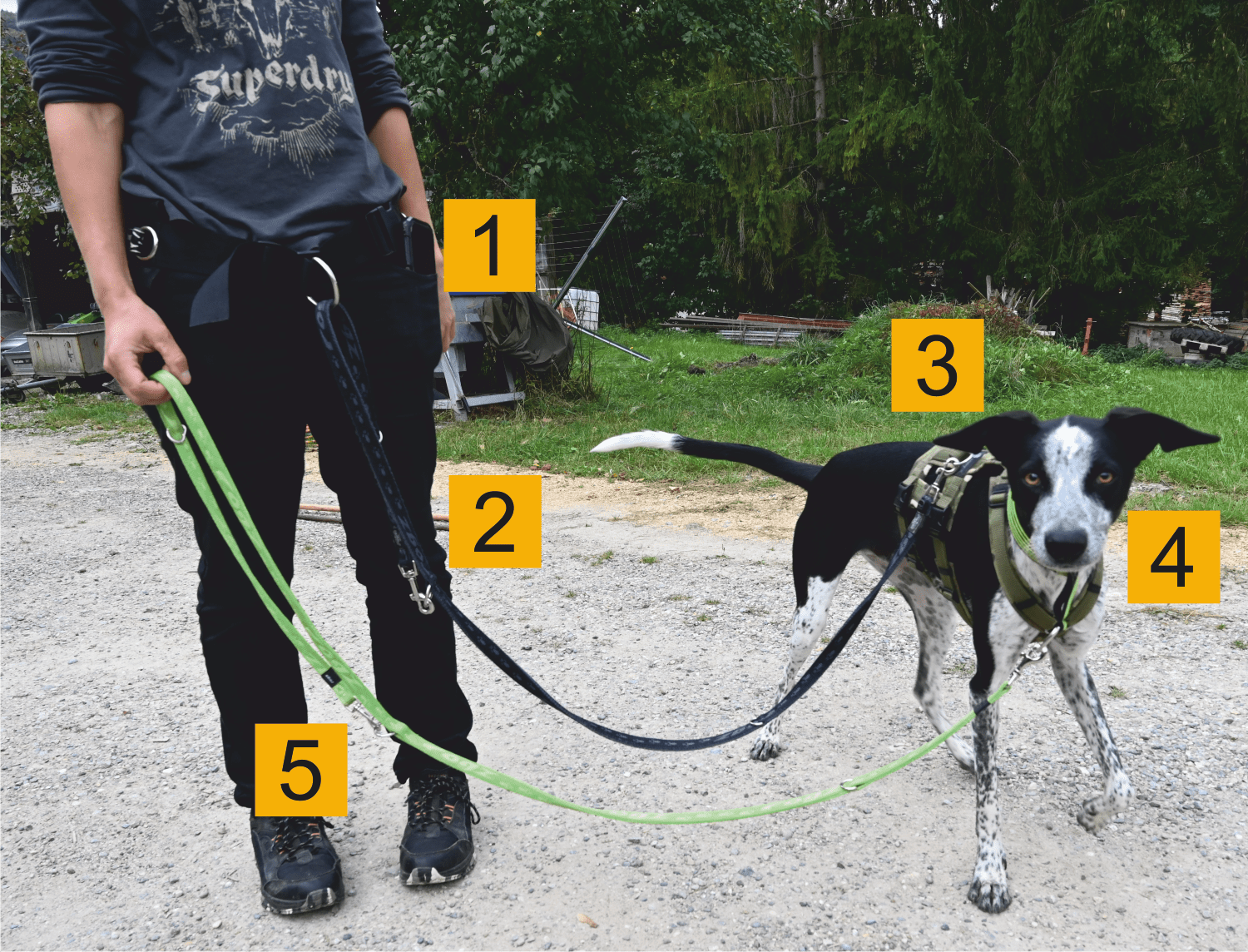 Secure Animal Protection Dogs Correctly secure-animal-protection-dogs-correctly