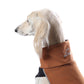 Softshell Top Jumper - DG Doggear