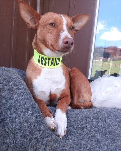 abstand halstuch kleiner hund