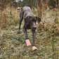 Protector Light Socks - Nonstop Dogwear