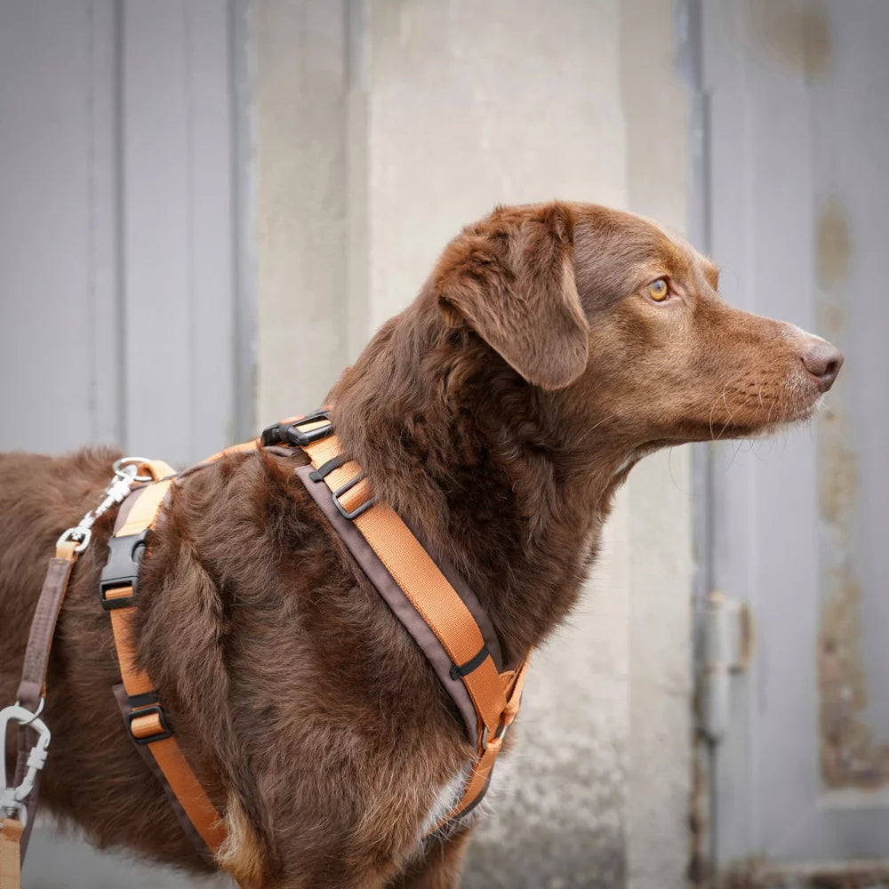 Annyx hot sale dog harness