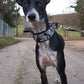 Soft-Pull Stop Collar Various Colors (5cm + 6cm wide) - Sofadogwear / Tierpfoten