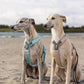 Line Harness 5.0 (Standard + Rachel Pohl) - Nonstop Dogwear