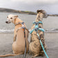 Line Harness 5.0 (Standard + Rachel Pohl) - Nonstop Dogwear