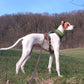 Soft-Pull Stop Collar Various Colors (5cm + 6cm wide) - Sofadogwear / Tierpfoten