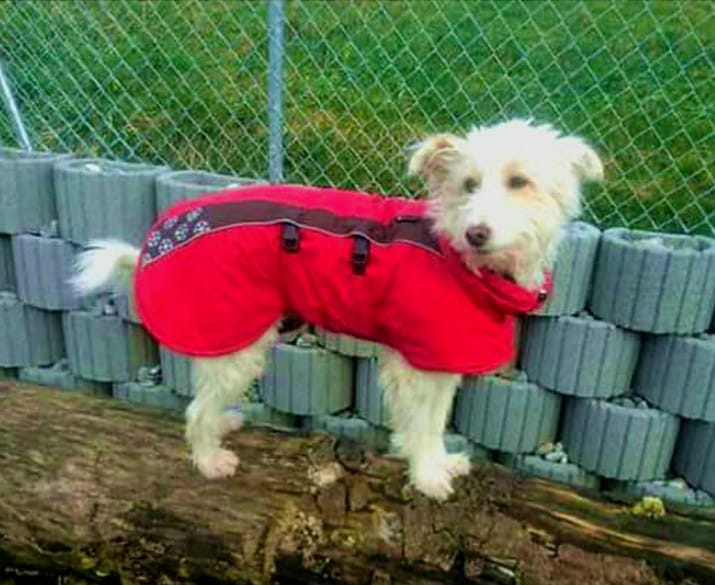 feek comfort sofadogwear