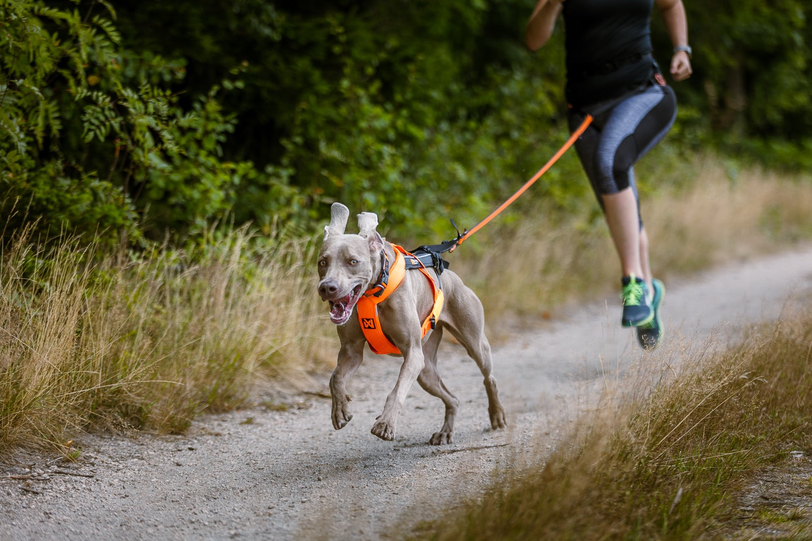 Non stop canicross online harness