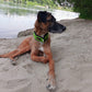 Soft-Pull Stop Collar Various Colors (5cm + 6cm wide) - Sofadogwear / Tierpfoten