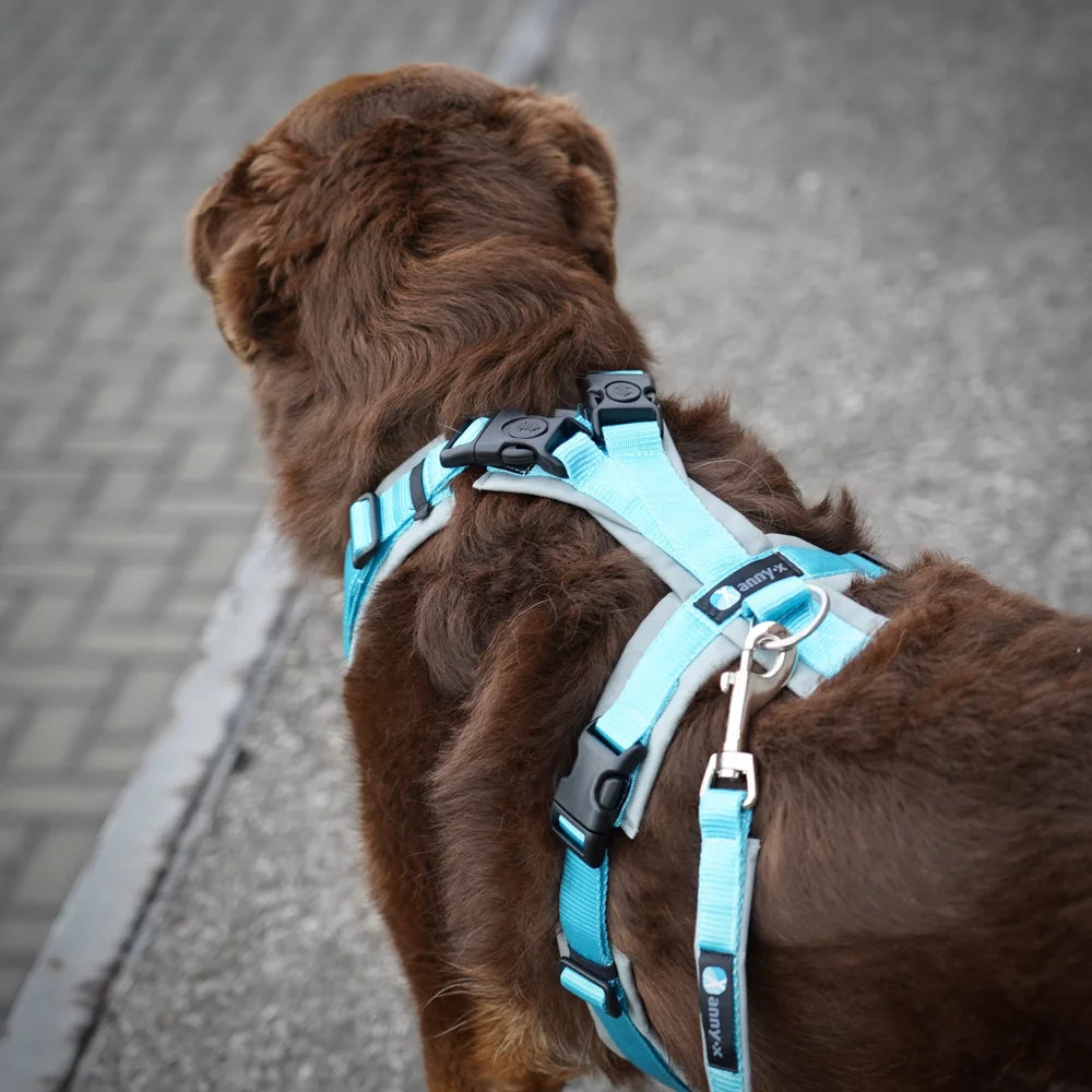 Harnais Anti-traction Pour Chien | Laisse Incluse, Maille Respirante - Taille XS à XL, Sécurité Réfléchissante - 5