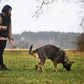 Line Harness Grip - Vêtements pour chiens non stop