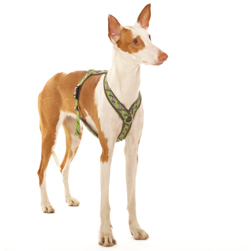Y-Geschirre Windhund gemustert (mittelgrosse Rassen) - Sofadogwear