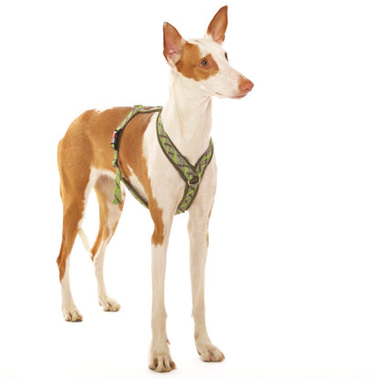 Harnais en Y pour lévriers (races moyennes à grandes) - Sofadogwear