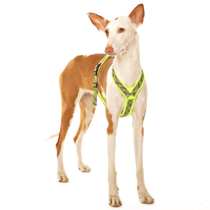 Harnais en Y pour lévriers (races moyennes à grandes) - Sofadogwear