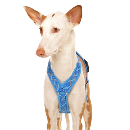 Harnais en Y pour lévriers (races moyennes à grandes) - Sofadogwear