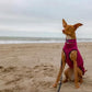 Hachico Jumper 02 - Sofadogwear | XS1