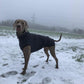 Hachico Jumper 02 - Sofadogwear | S3