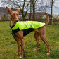 Hachico NS-Home (double-layer fleece shirt) - Sofadogwear