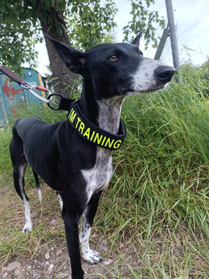 Touring Bungee Leash / Trekking Pull Line - Nonstop Dogwear