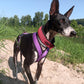 Soft-Pull Stop Collar Various Colors (5cm + 6cm wide) - Sofadogwear / Tierpfoten