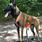 jack line harness orange