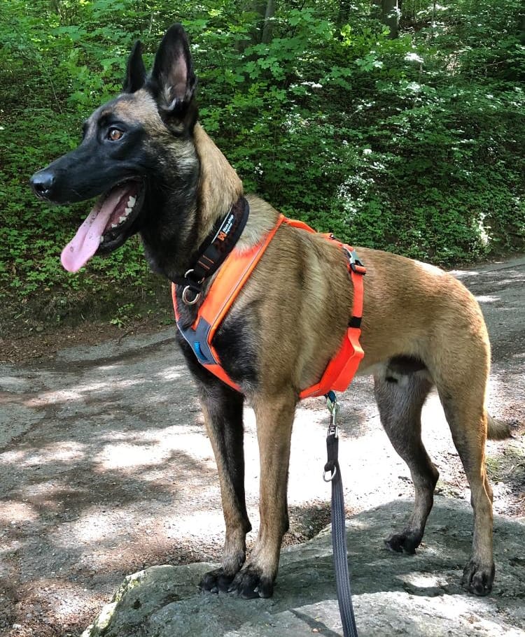 jack line harness orange