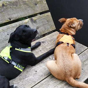 Housse / couverture d'identification pour harnais de chien de recherche - Annyx