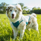 Kühl Shirt - Nonstop Dogwear